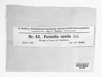 Physcia caesia image